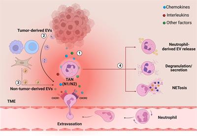 The role of extracellular vesicles and interleukin-8 in regulating and mediating neutrophil-dependent cancer drug resistance